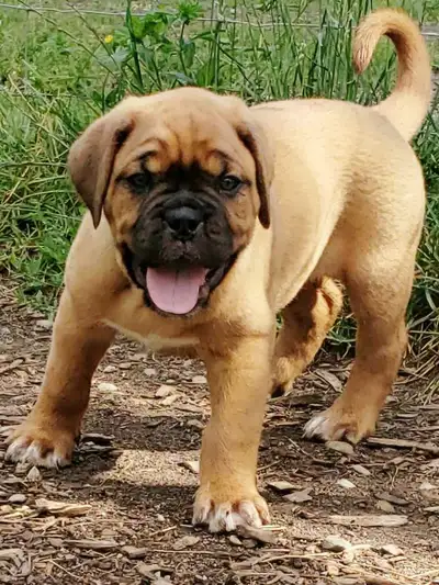 CKC Dogue de Bordeaux puppies, View more