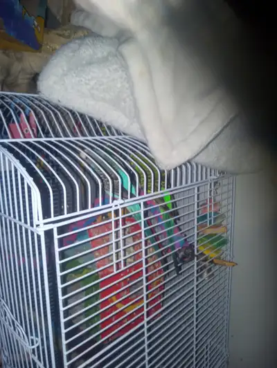 Was purchased from PetSmart 50 $ each couple months ago must have ur own cage for them 50$ for both...