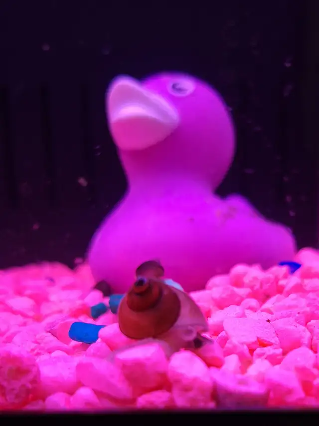 Wizard Snails in Other Pets for Rehoming in Moncton - Image 3