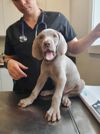 Weimaraner puppies, family dog and hunting companion.