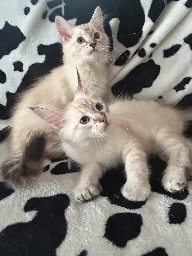 Highland lynx in Cats & Kittens for Rehoming in Québec City - Image 6
