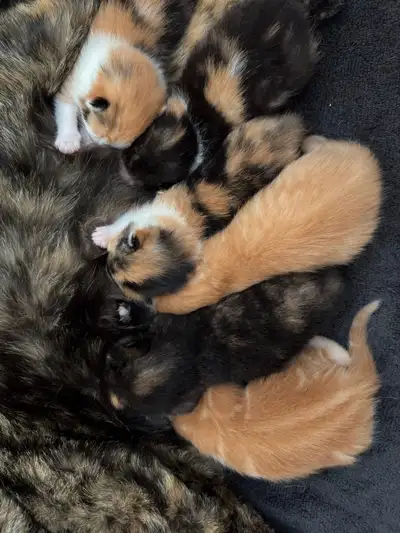 Adorable Kittens for Sale – Ready June 16th! We have a beautiful litter of affectionate, well-social...