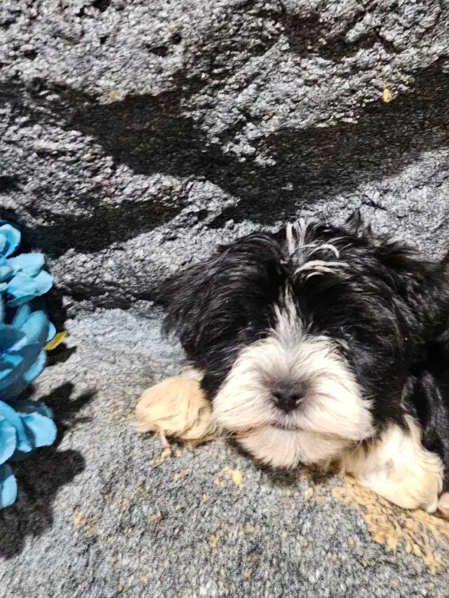 Magnifique yorkshire pure tricolore ** EXOTIQUE** in Dogs & Puppies for Rehoming in City of Montréal - Image 11