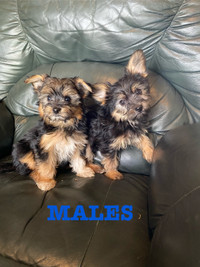 Yorkie X Havanese Puppies!