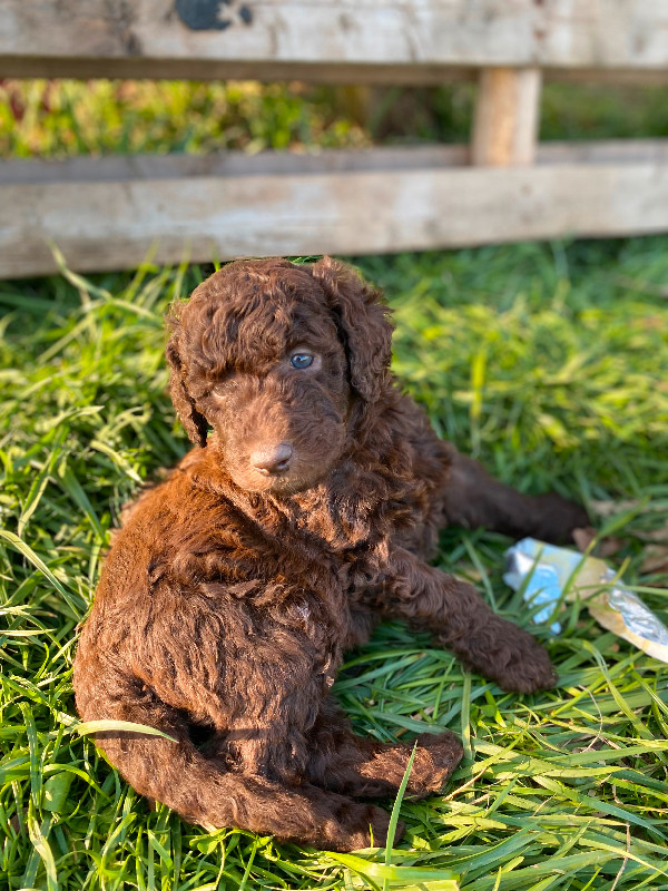 Chocolate F1b Goldendoodle Puppies in Dogs & Puppies for Rehoming in Sarnia - Image 4