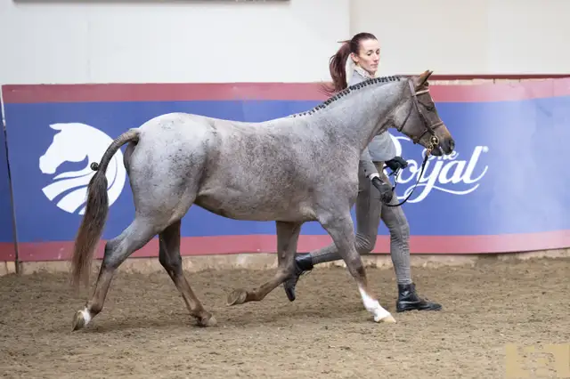 Sec B Welsh Pony Stallion in Horses & Ponies for Rehoming in City of Toronto - Image 3