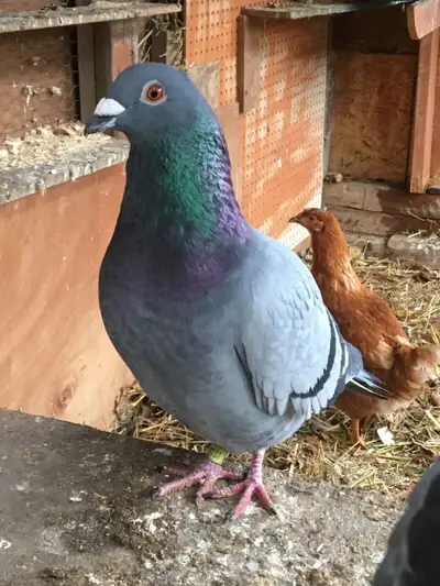 2 PIGEONS $80 each $160 pair Pickering , View more