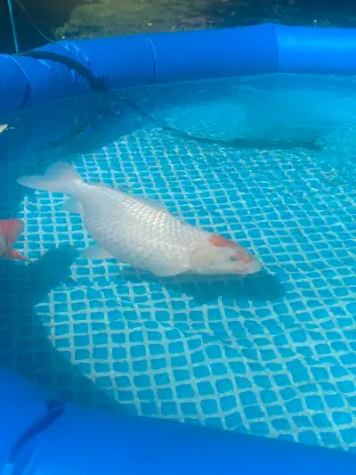 Koi fish, Voir plus