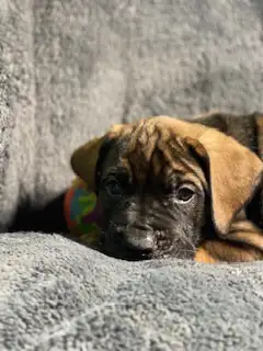 Italiano Mastiff X English Mastiff, View more