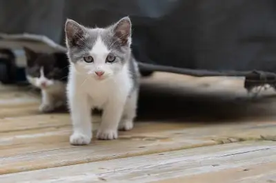 chaton à l’adoption , View more