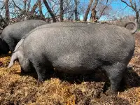 Bred Gilts