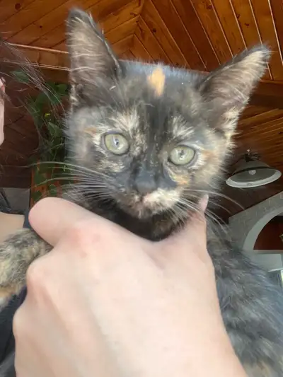 kittens ‍⬛ , View more