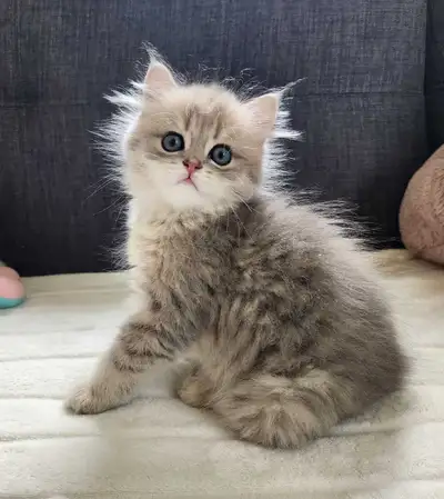 Purebred British Longhair and shorthair kittens, View more