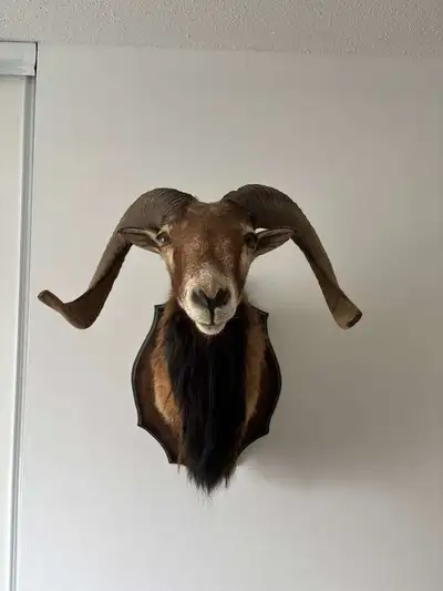 Corsican Ram Taxidermy Animal Head Mount. Also known as the European Mouflon or Corsican Ram. Great...