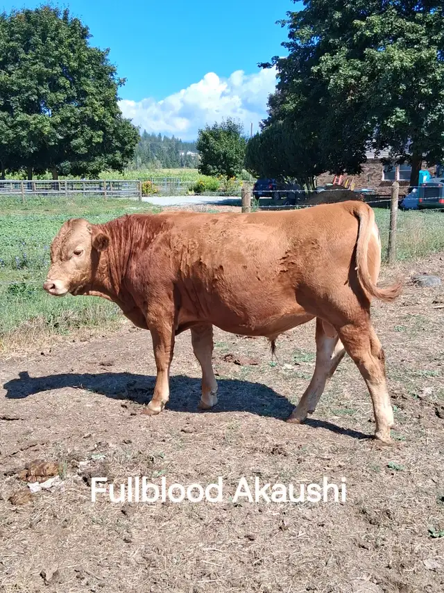 Akaushi  ( Red Wagyu)  Bulls in Livestock in Vernon - Image 3