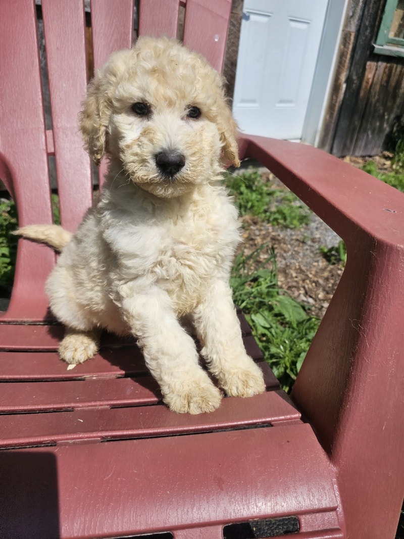 Golden doodle goldendoodle Chiens et chiots à adopter Laurentides Kijiji