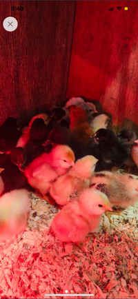 4 baby chicks- 2 days old 