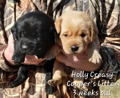 Purebred CKC Registered Labrador Retriever Puppies born March 02, 2025 are $1800 each. This includes...