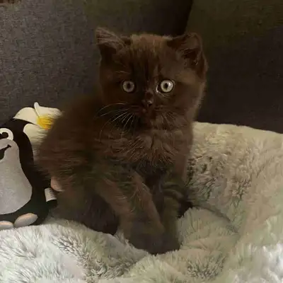 Scottish Fold Kitten with straight ears, View more