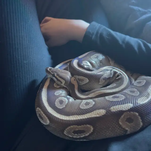 Ball Pythons 4 For Rehoming 2 Males 2 Females Photo Inspiration
