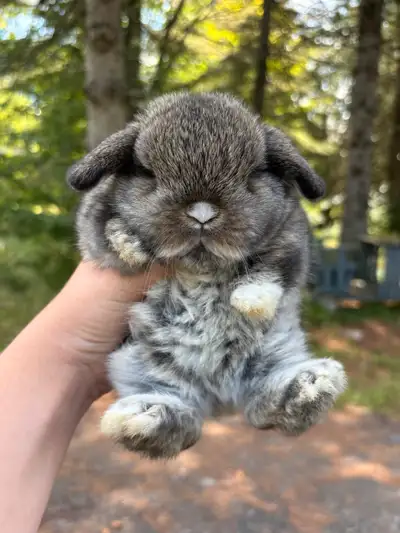 Bébé Lapin Bélier Hollandais - CASTRÉ, View more