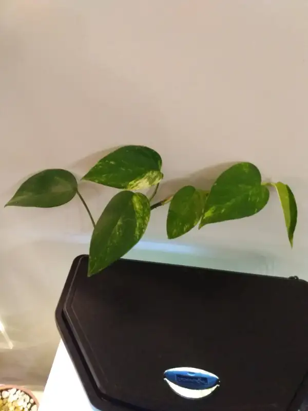 Pothos Clippings in Fish for Rehoming in Edmonton - Image 2