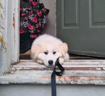 Great Pyrenese Puppy, View more
