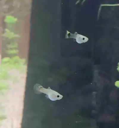 juvenile guppies TRADE/SALE, View more
