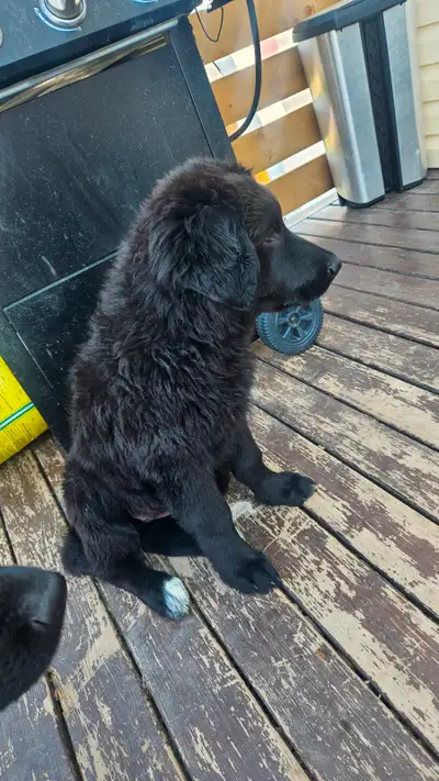 German sephard puppies for sale, View more