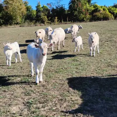 ISO Pasture for rent or lease , View more