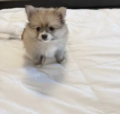 Pomeranian, View more