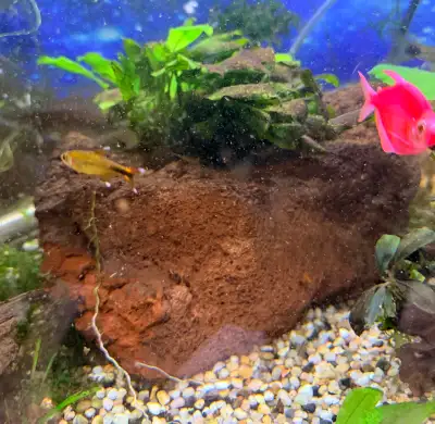 rock with live plants attached , View more