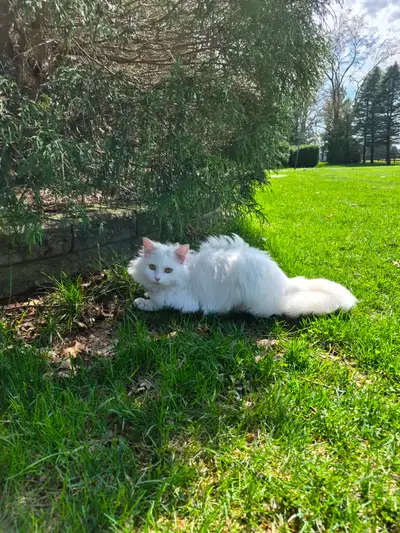1 year old male cat, View more