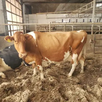 Guernsey Milk/Nurse Cow, View more