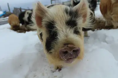 Kune kune Boars, View more