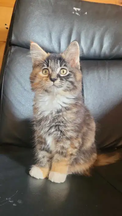 Halloween Kitten, View more