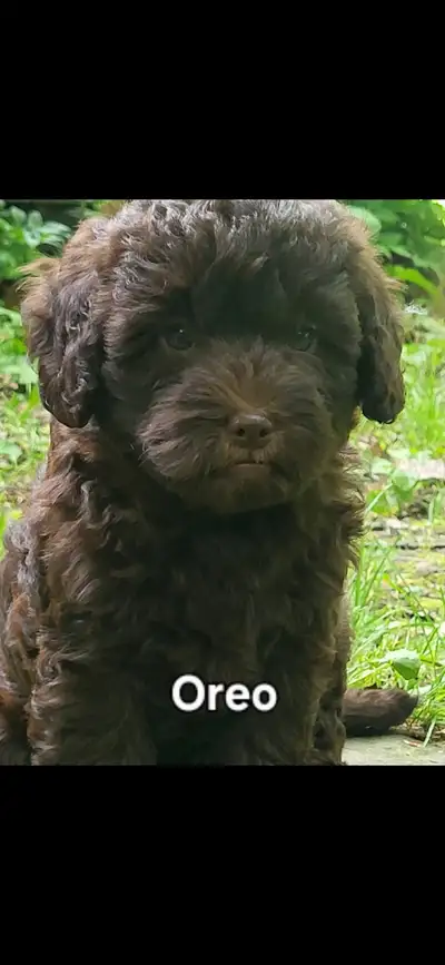 Chiots Labradoodle chocolat F1B prêt à partir le 25 juin, View more