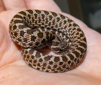 HOGNOSE HATCHLING (Normal Female, "Cherry") - Herbs and Herps