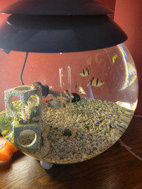Large fish bowl with under gravel filter