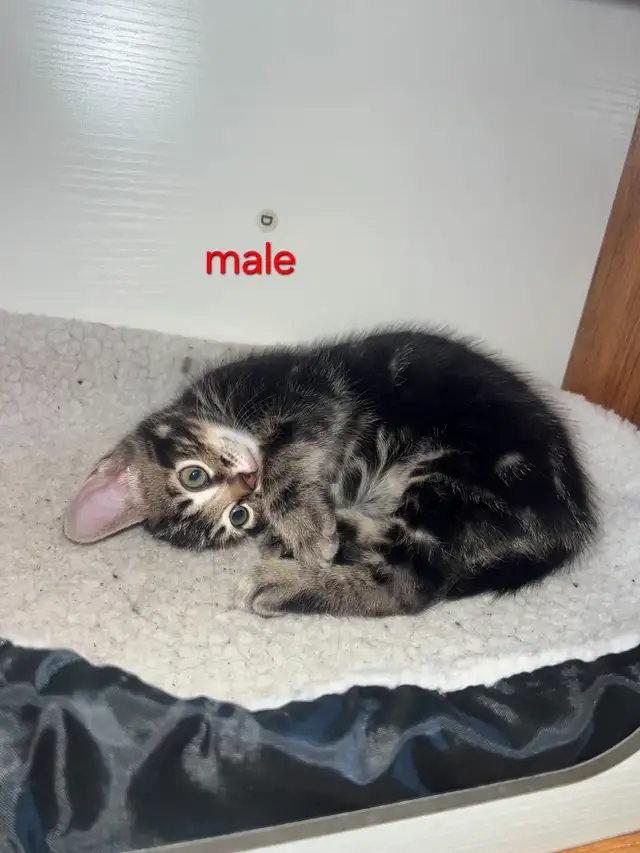 CHATON 100$ | Cats & Kittens for Rehoming | West Island | Free local ...