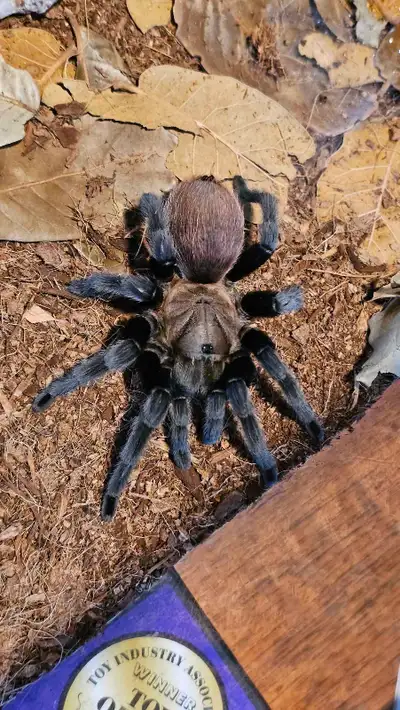 Tarantulas/snakes/Enclosures, View more