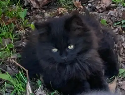 Kitten for a new home, View more