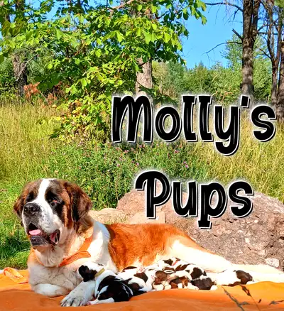 St. Bernard Puppies For Sale! Farm raised Cuties., View more