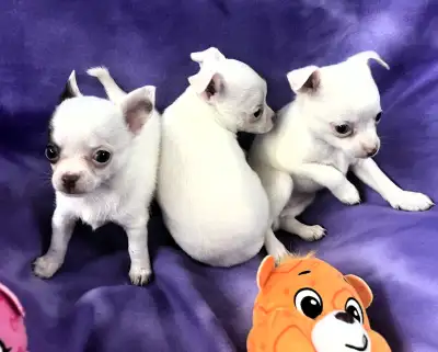 Amazing White Short Coat Chihuahuas with Apple shaped heads, View more