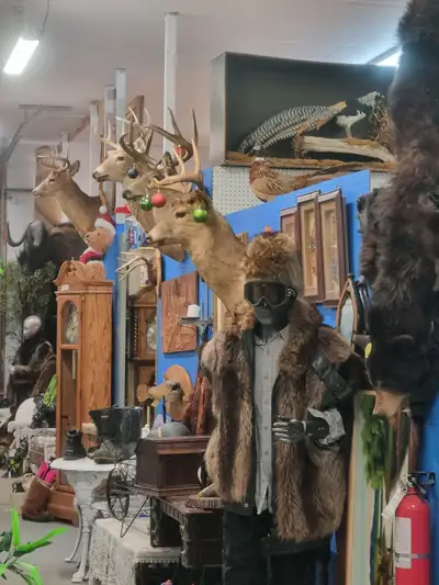 Taxidermy.tete gnou.chevreil.peau d'ours.manteau fourrure.corne., View more