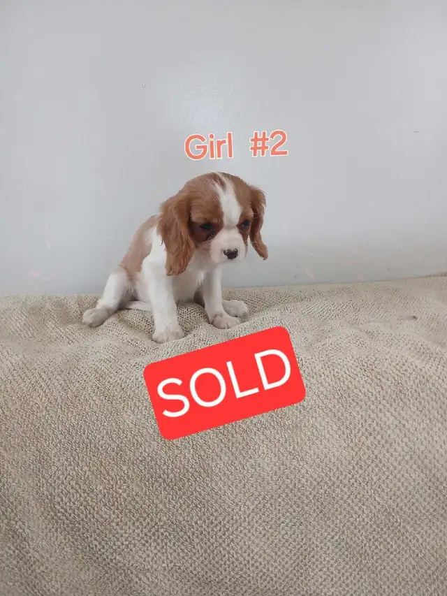 King Charles Cavaliers in Dogs & Puppies for Rehoming in Owen Sound - Image 6
