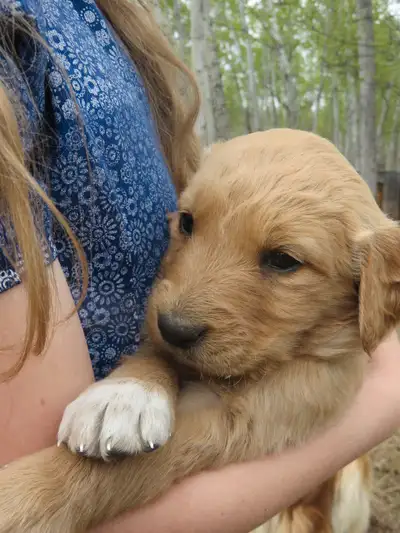 A friend for you! Our family dog Goldie had puppies this spring! These puppies are full of fun and e...