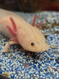baby axolotls Kawartha Lakes Peterborough Area Preview