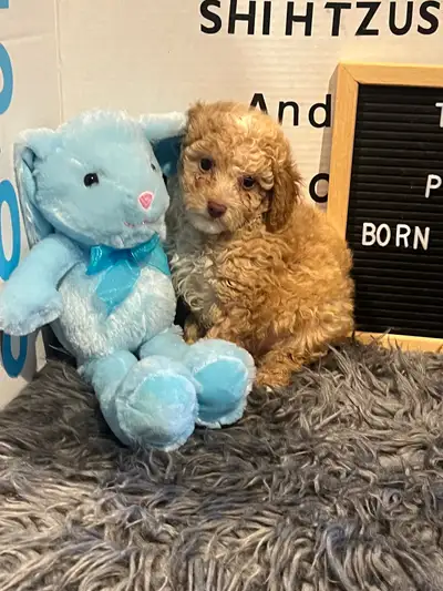 4 Gorgeous Male Toy Poodle  Pups, View more