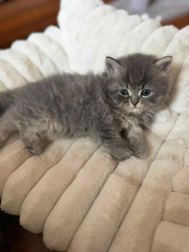 Persian ragdoll kittens in Cats & Kittens for Rehoming in Delta/Surrey/Langley - Image 6